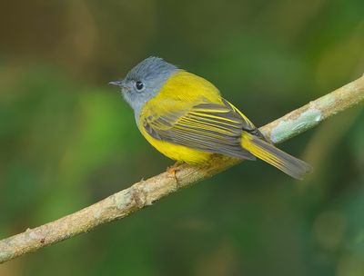 Grey-headed Canary-Flycacther - Culicicapa ceylonensis antioxantha