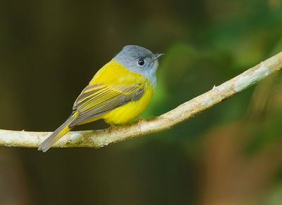 Grey-headed Canary-Flycacther - Culicicapa ceylonensis antioxantha