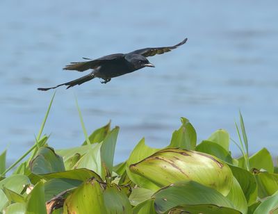 Black Drongo - Dicrurus macrocercus
