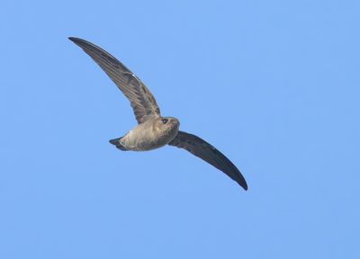 White-nest Swiftlet - Aerodramus fuciphagus germani