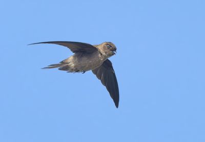 White-nest Swiftlet - Aerodramus fuciphagus germani
