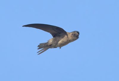 White-nest Swiftlet - Aerodramus fuciphagus germani