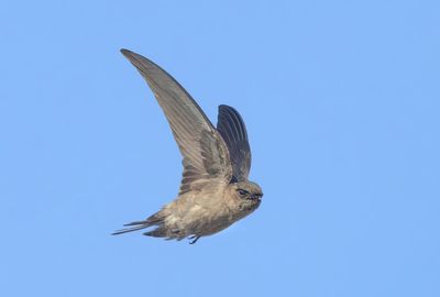MAP: White-nest Swiftlet - Aerodramus fuciphagus germani