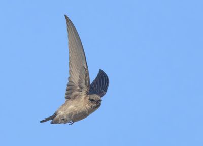 White-nest Swiftlet - Aerodramus fuciphagus germani