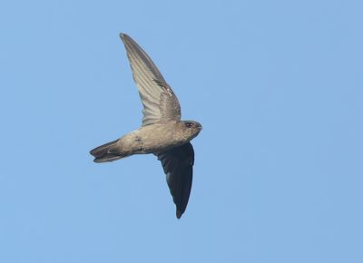 White-nest Swiftlet - Aerodramus fuciphagus germani