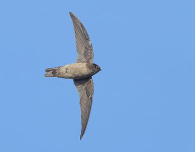 White-nest Swiftlet - Aerodramus fuciphagus germani