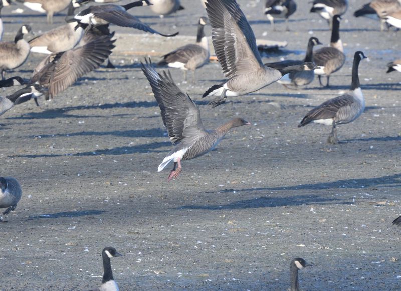Oie  bec court (Photo du jour du site Oiseaux rares du Qubec)