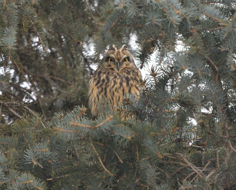 Hibou des marais
