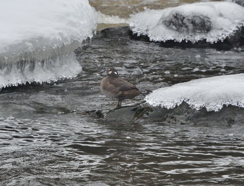 Arlequin plongeur (Photo du jour du site Oiseaux rares du Québec)