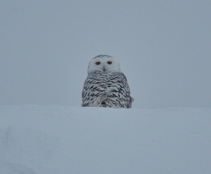 Harfang des neiges