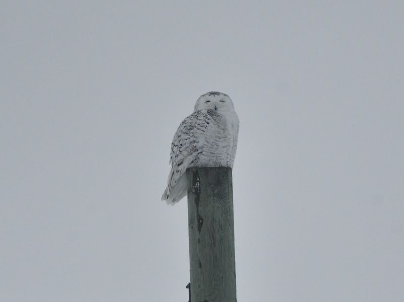 Harfang des neiges