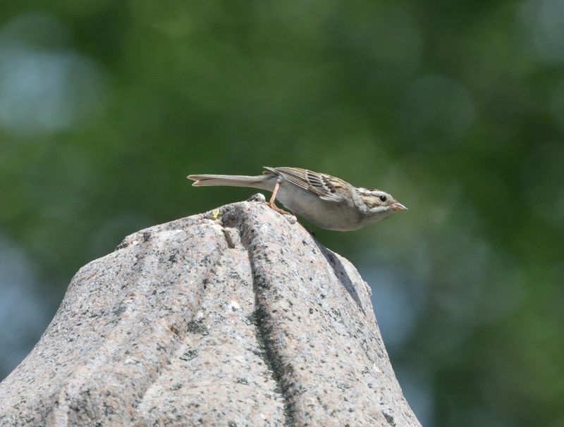 Bruant des plaines (Photo du jour du site Oiseaux rares du Qubec)