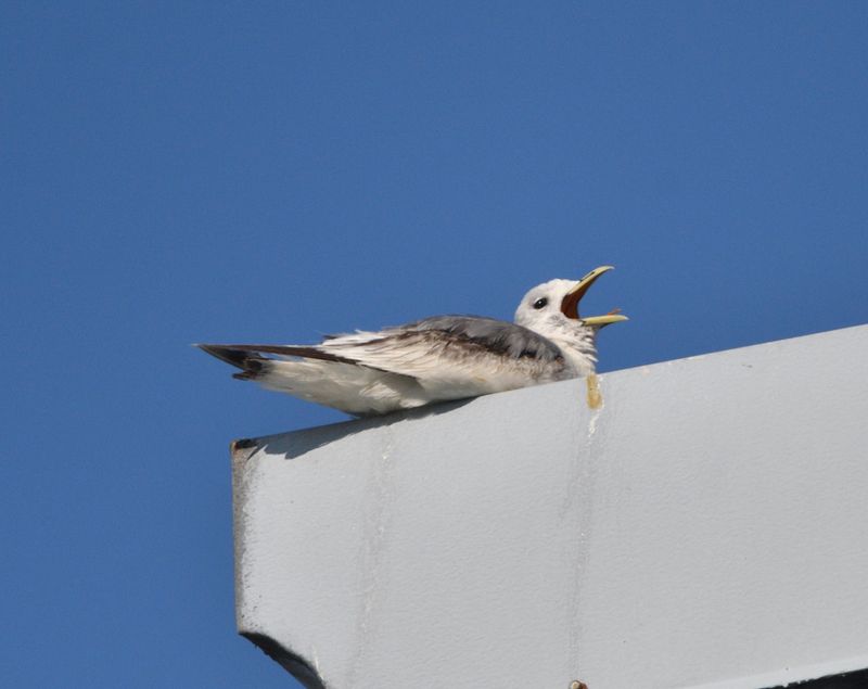 Mouette tridactyle