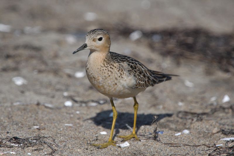 Bcasseau roussatre (Photo du jour du site Oiseaux rares du Qubec)