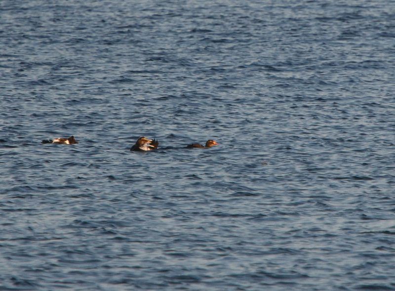 Eider  tte grise