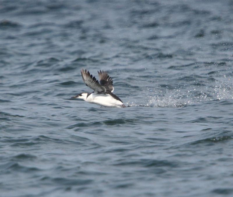 Guillemot marmette