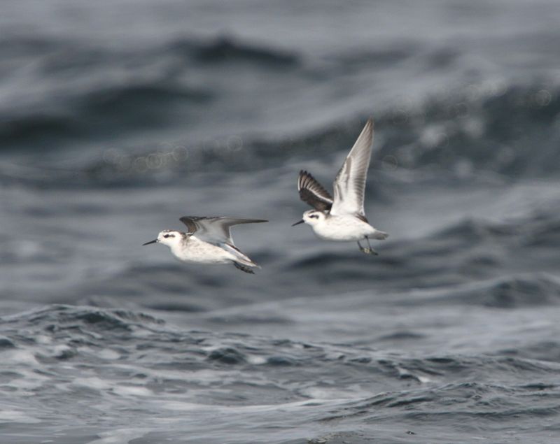 Phalarope  bec troit