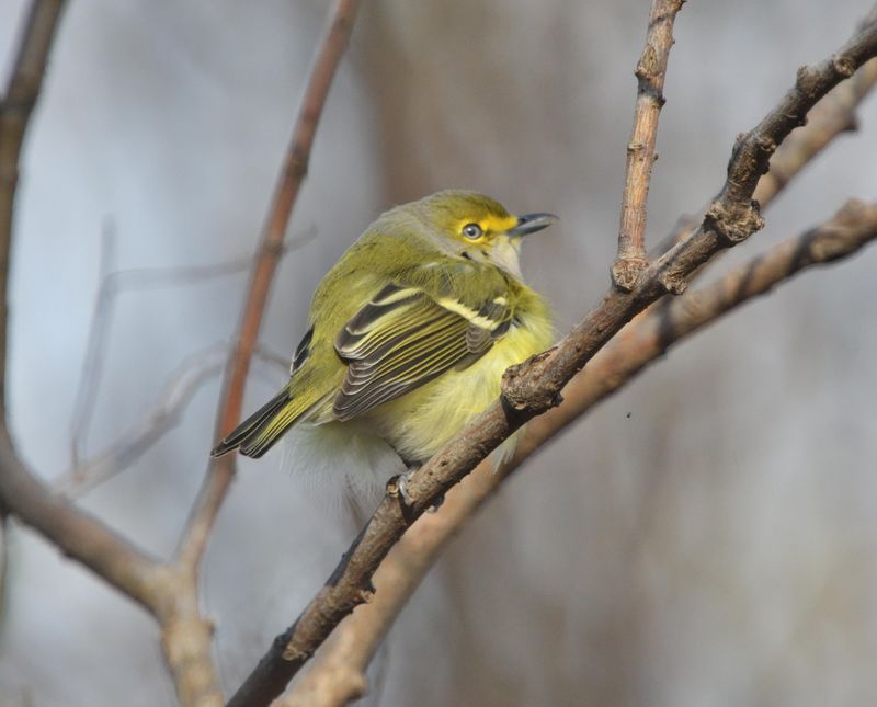 Viro aux yeux blancs (Photo du jour du site Oiseaux rares du Qubec)