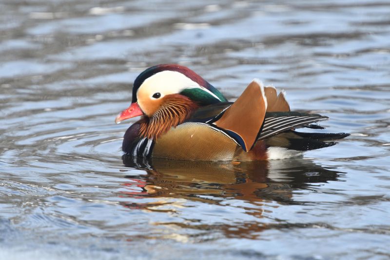 Canard mandarin