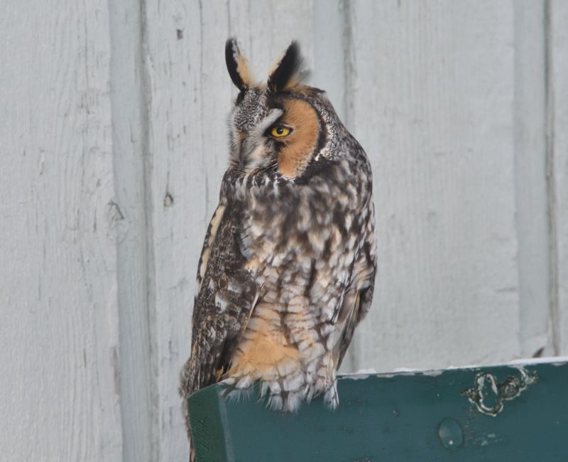 Hibou moyen-duc