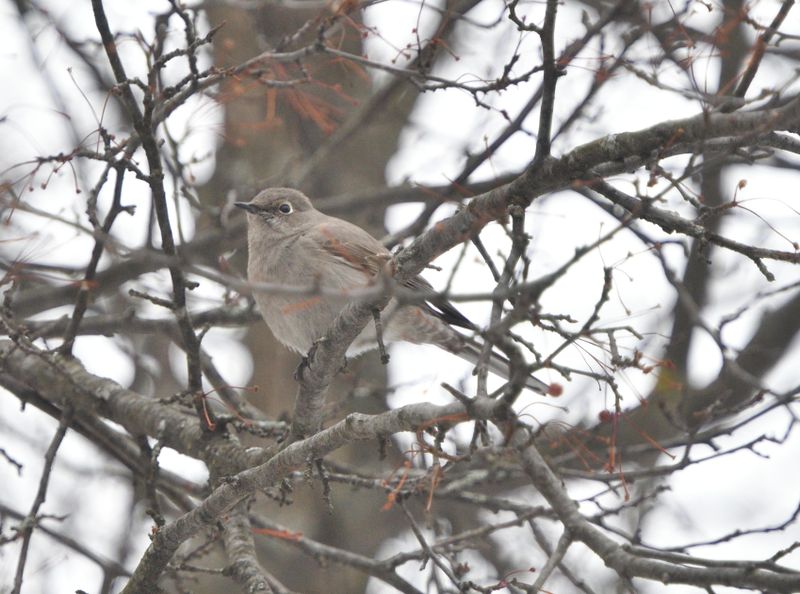Solitaire de Townsend (Photo du jour du site Oiseaux rares du Qubec)