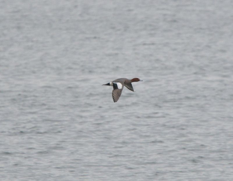 Canard siffleur