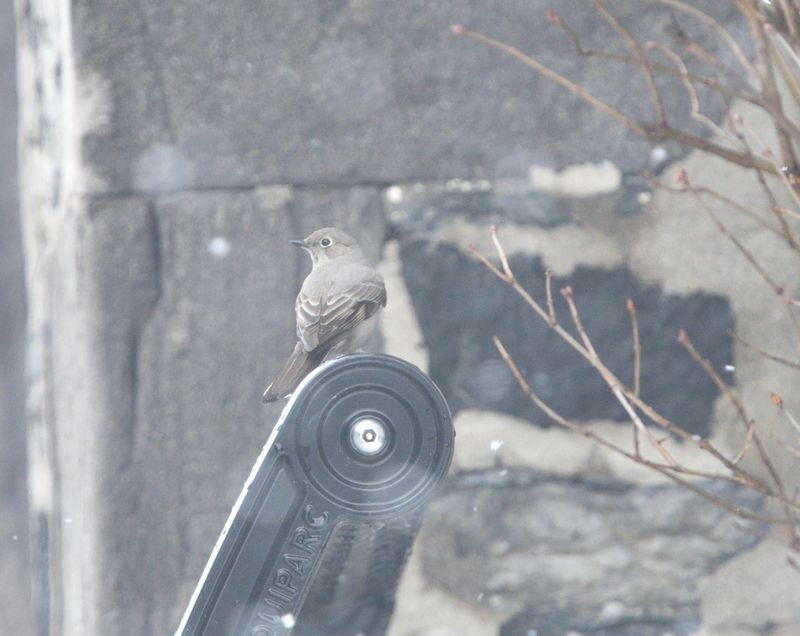 Solitaire de Townsend (Photo du jour du site Oiseaux rares du Qubec)