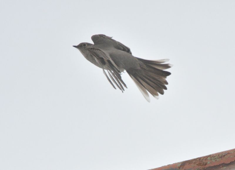 Solitaire de Townsend (Photo du jour du site Oiseaux rares du Qubec)
