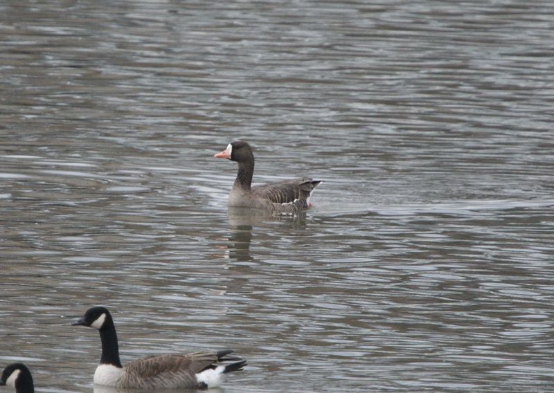 Oie rieuse (Photo du jour du site Oiseaux rares du Qubec)