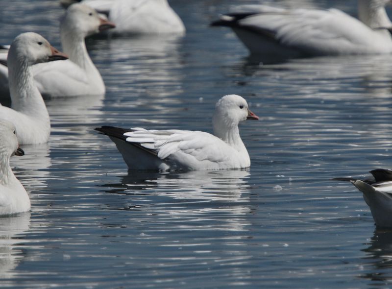 Oie de Ross (Photo du jour du site Oiseaux rares du Qubec)