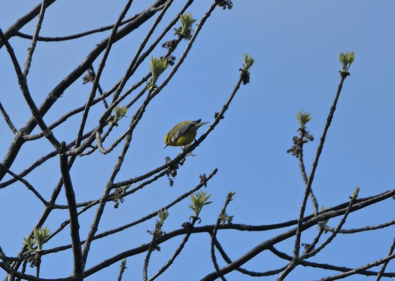 Paruline  ailes bleues