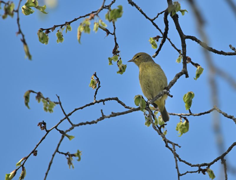 Paruline verdtre