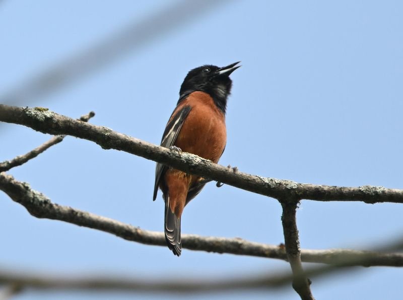 Oriole des vergers