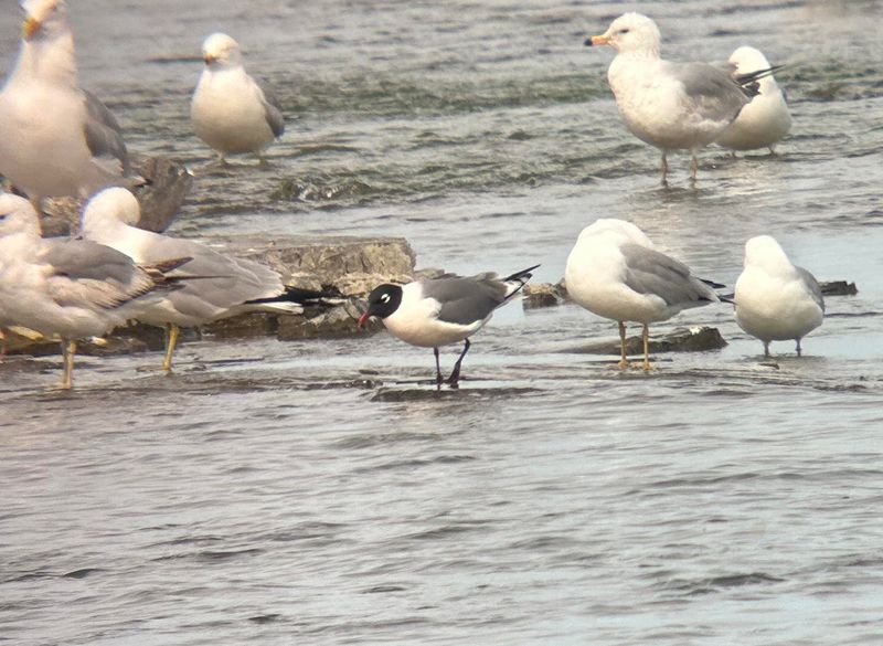 Mouette de Franklin