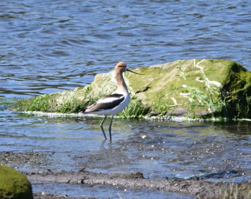 Avocette d'Amrique