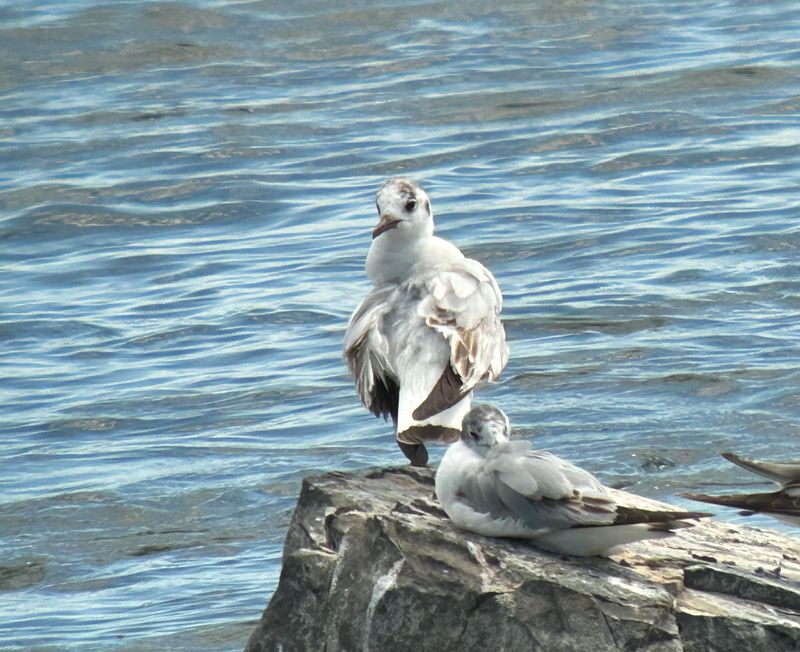 Mouette rieuse (Photo du jour du site Oiseaux rares du Qubec)