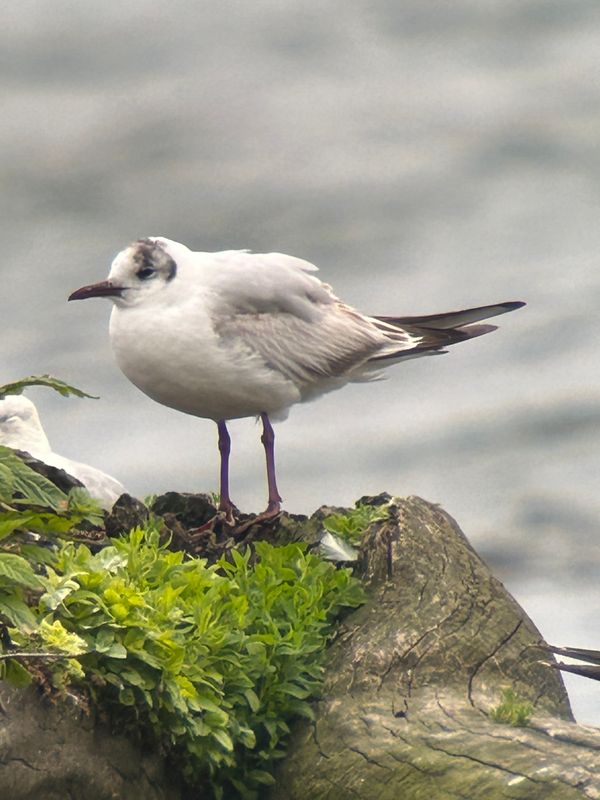 Mouette rieuse