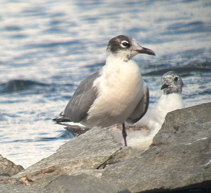 Mouette de Franklin (Photo du jour du site Oiseaux rares du Qubec)