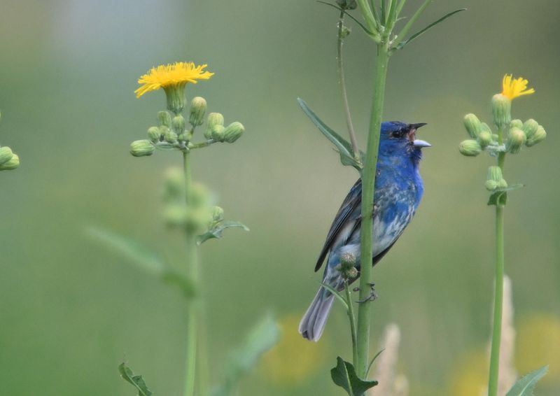 Passerin indigo
