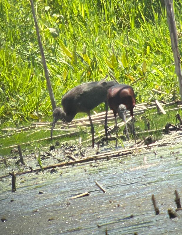 Ibis falcinelle (Photo du jour du site Oiseaux rares du Qubec)