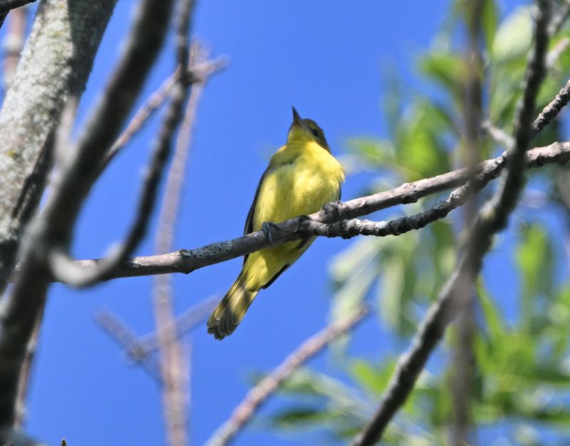 Oriole des vergers