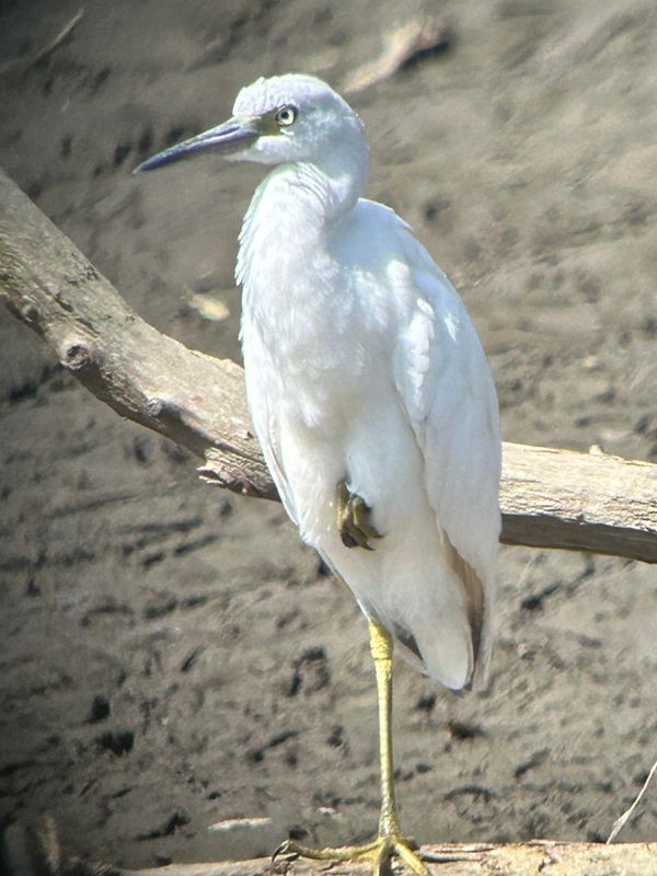 Aigrette bleue