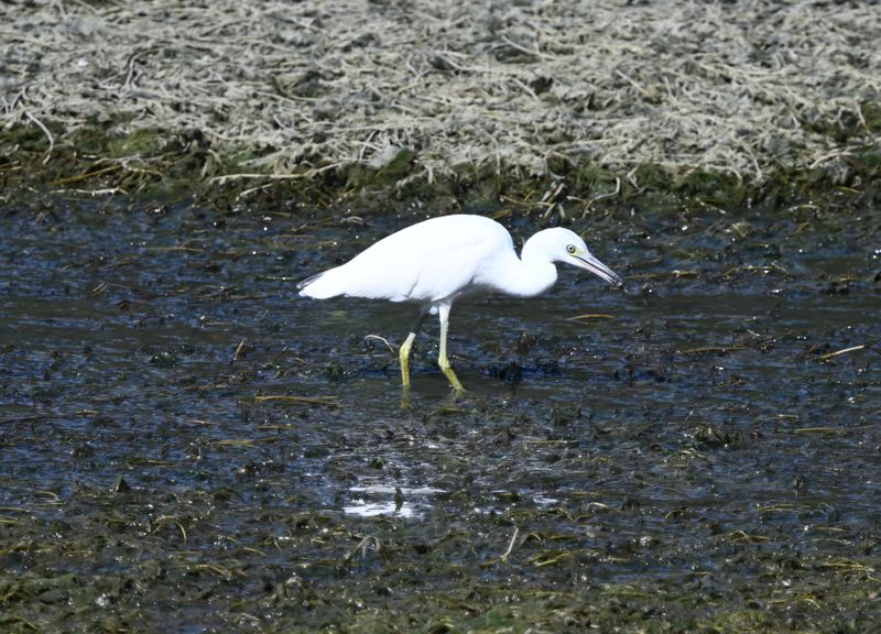 Aigrette bleue