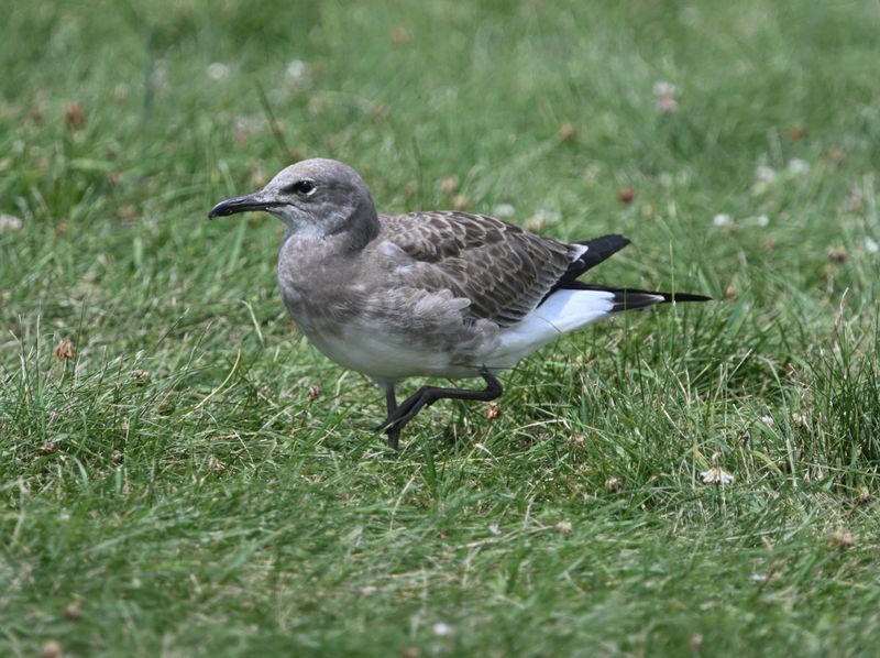 Mouette atricille