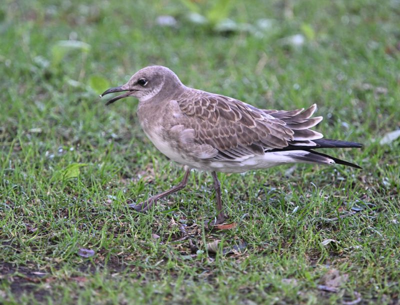 Mouette atricille