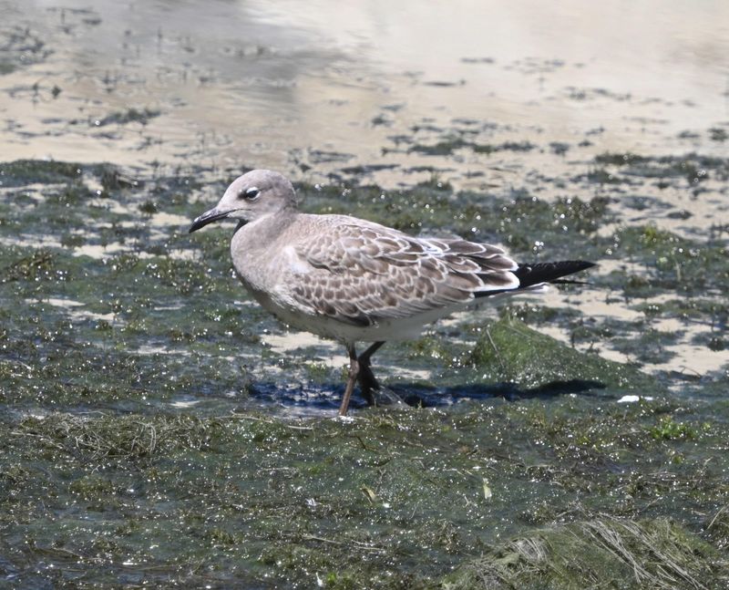 Mouette atricille