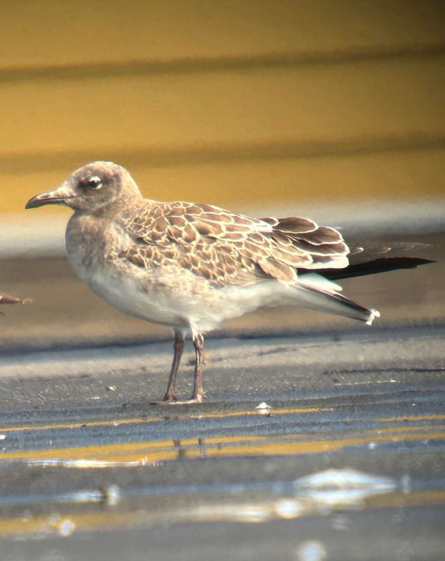 Mouette atricille (Photo du jour du site Oiseaux rares du Qubec)