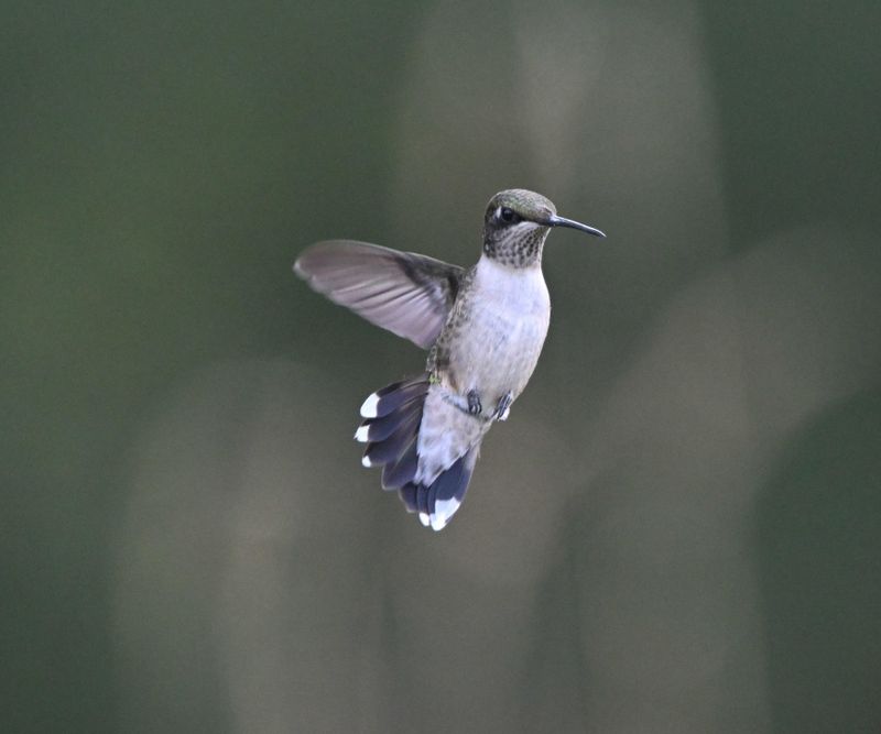 Colibri  gorge rubis