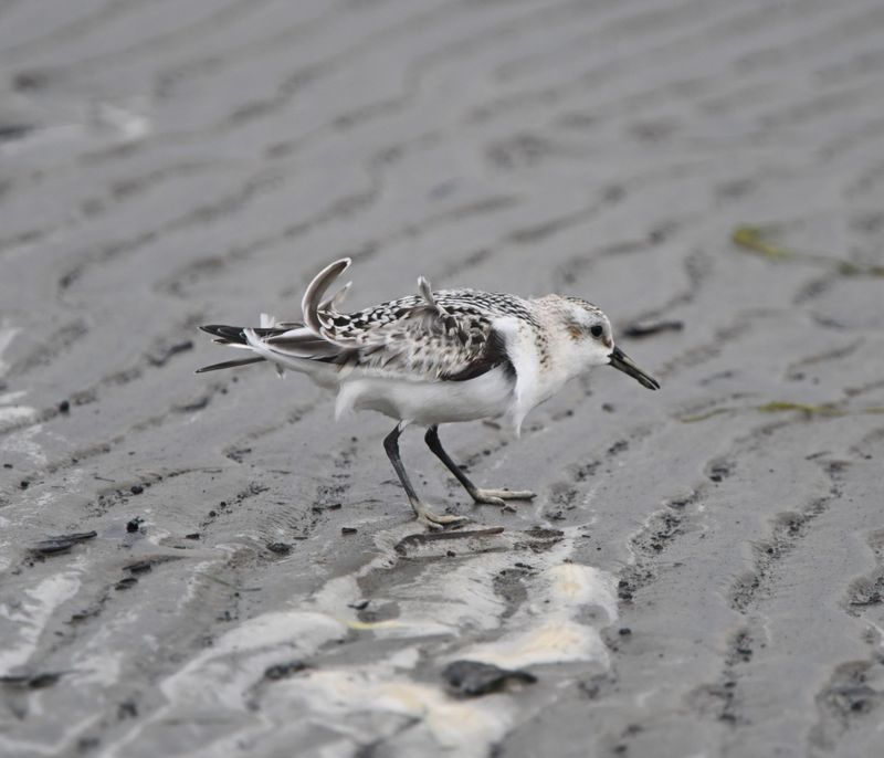 Bcasseau sanderling