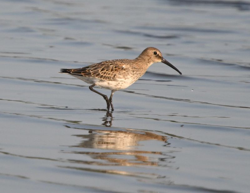 Bcasseau variable